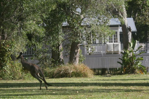 Lake Weyba Noosa Lodge & Kangaroos - Travel Search 31