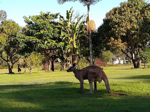 Lake Weyba Noosa Lodge & Kangaroos - Travel Search 35