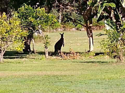 Lake Weyba Noosa Lodge & Kangaroos - Travel Search 29