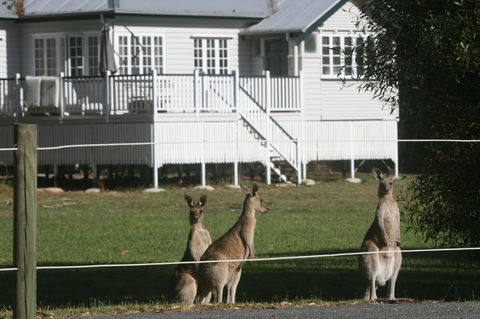 Lake Weyba Noosa Lodge & Kangaroos - Travel Search 28