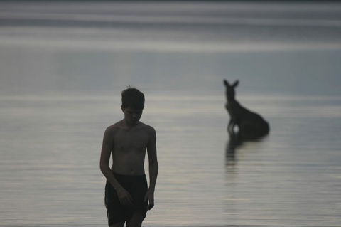 Lake Weyba Noosa Lodge & Kangaroos - Travel Search 37