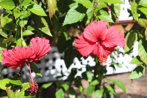 Amaroo On Mandalay, Magnetic Island - Tourism Guide 35
