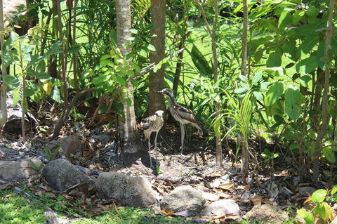 Amaroo On Mandalay, Magnetic Island - Tourism Guide 40