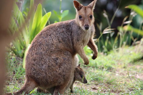 Amaroo On Mandalay, Magnetic Island - Tourism Guide 26