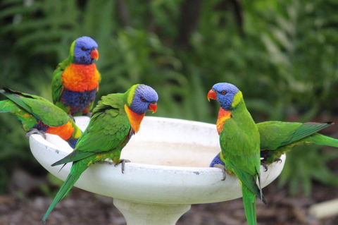Amaroo On Mandalay, Magnetic Island - Tourism Guide 27