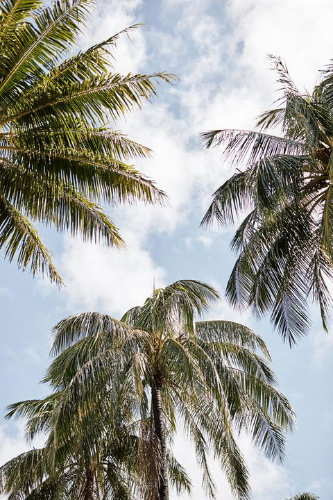 Novotel Cairns Oasis Resort - Tourism Guide 9