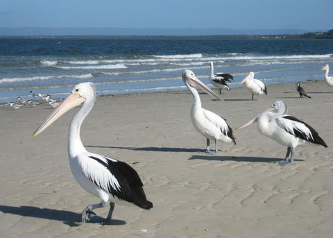 Fairways Golf & Beach Retreat Bribie Island - Tourism Guide 3