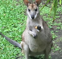 Bluewater Bed  Breakfast Cairns - Tourism Guide