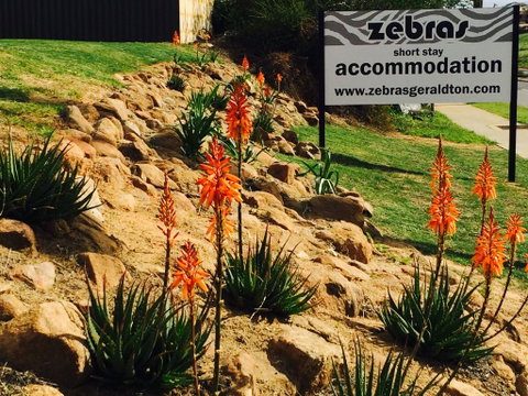 Zebras Guest House Geraldton - Tourism Guide 2