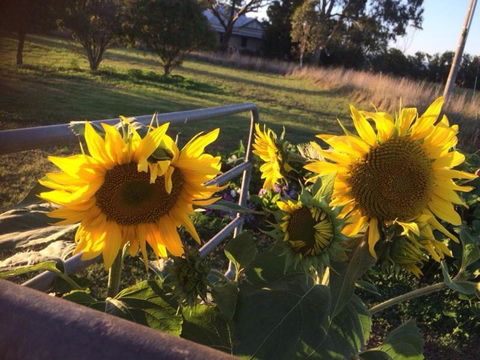 Abington Farm B & B - Tourism Guide 4