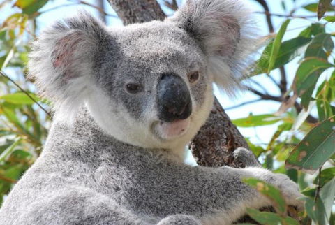 AFFORDABLE ISLAND ESCAPE! Queen Studio, Nelly Bay - Tourism Guide 2