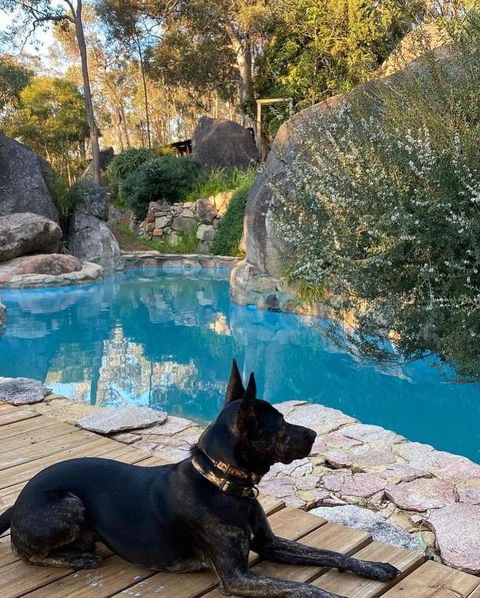 A Paradise For Dogs And A Magical Retreat For Hoomans - Tourism Guide 4