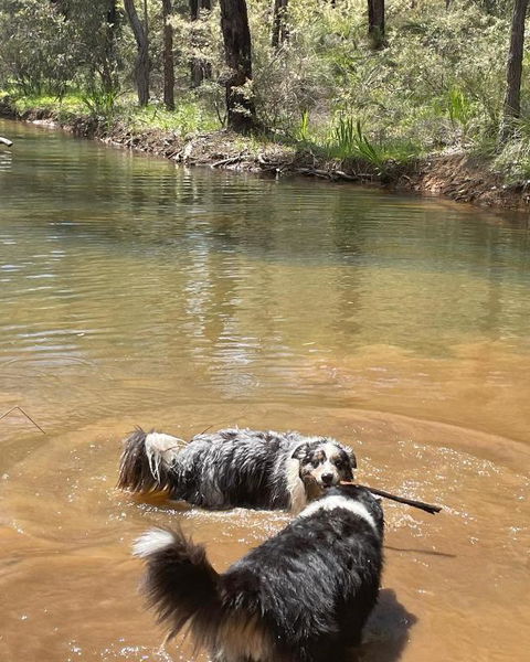 A Paradise For Dogs And A Magical Retreat For Hoomans - Tourism Guide 2