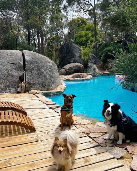 A Paradise For Dogs And A Magical Retreat For Hoomans - Tourism Guide 1