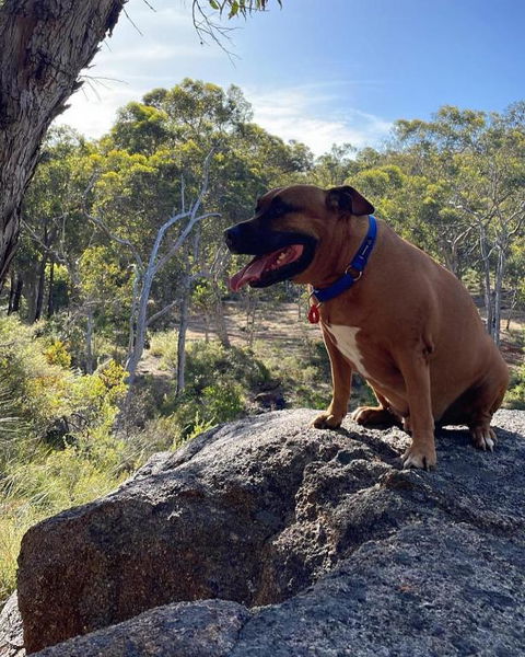 A Paradise For Dogs And A Magical Retreat For Hoomans - Tourism Guide 3