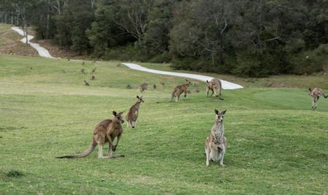 Anglesea River Apartment 22 - Tourism Guide 4