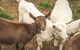 Altitude - A Tiny House Experience In A Goat Farm By Tiny Away - thumb 2