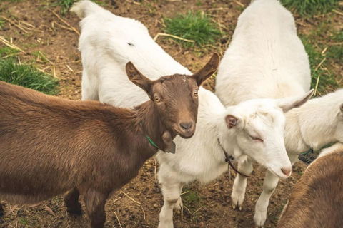 Altitude - A Tiny House Experience In A Goat Farm By Tiny Away - Tourism Guide 2