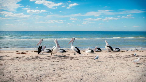 Bellarine Bayside Portarlington - Tourism Guide 0