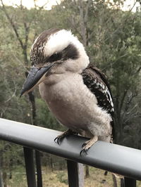 Book Tallebudgera Accommodation Vacations Travel Agents Travel Agents