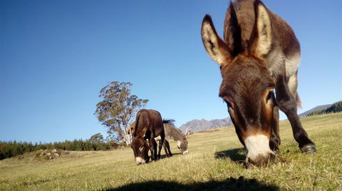 AAA Granary Accommodation - Tourism Guide 2