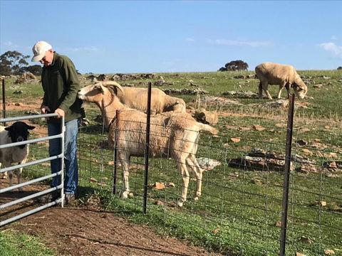 Gilgraves Vineyard Farmstay - Travel Search 1