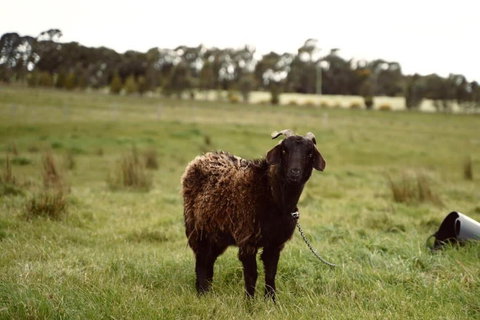 Maluridae Creek Views By Tiny Away - Travel Agents 2