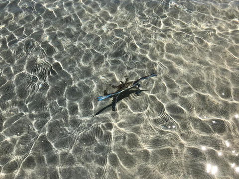 Peppermint Grove Beach Holiday Park - Travel Search 1