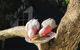 Avoca Breezes - thumb 2