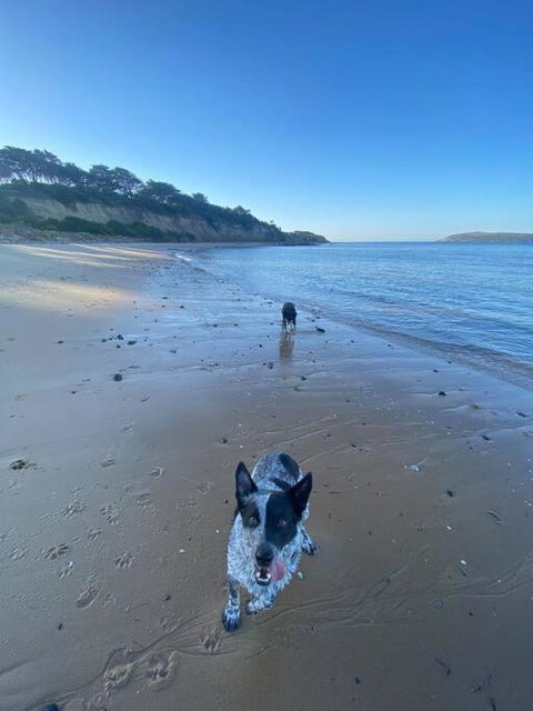 Salty Paws Dog Friendly Luxe Cottage - Cruises Travel 3
