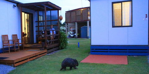 BIG4 Kelso Sands Holiday & Native Wildlife Park - Travel Search 0