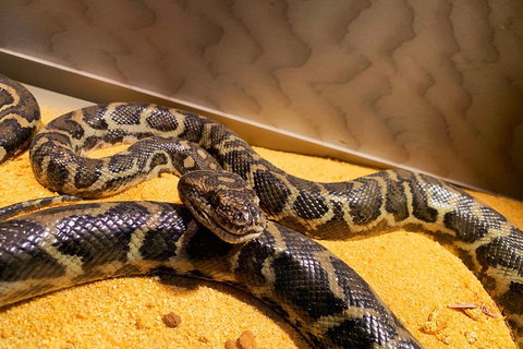 Pinnacles Desert (Private) Day Tour - Travel Agents 1