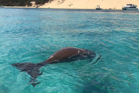 Cruise In Moreton Bay Marine Park And Moreton Island - Travel Agents 2