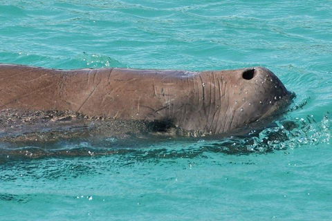 Cruise In Moreton Bay Marine Park And Moreton Island - Travel Agents 3