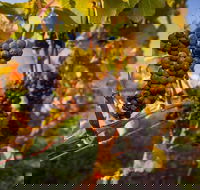 Full Day Tamar Valley Wine Tour - Tourism Guide