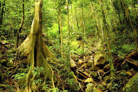 Cairns 4WD Waterfall And Rainforest Tour Including Kuranda Scenic Railway - Tourism Guide 1