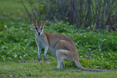 Cairns 4WD Waterfall And Rainforest Tour Including Kuranda Scenic Railway - Tourism Guide 2