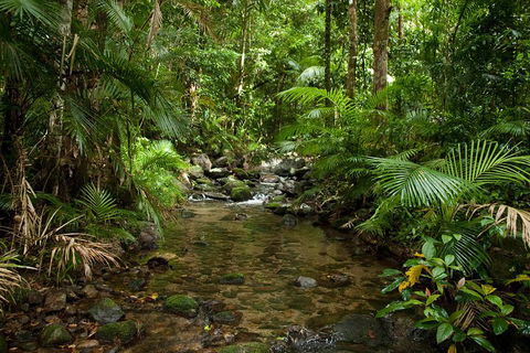 Cairns Reef And Rainforest Combo: Daintree Rainforest And The Great Barrier Reef - Travel Agents 1