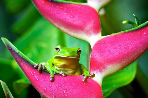 Cape Tribulation, Mossman Gorge, And Daintree Rainforest Premium Day Tour - Cruises Travel 0