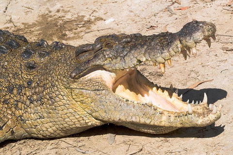 Cape Tribulation, Mossman Gorge, And Daintree Rainforest Premium Day Tour - Cruises Travel 1
