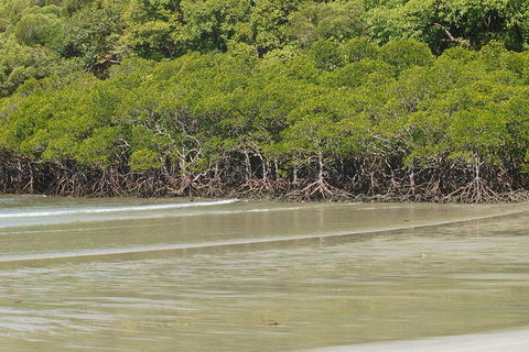 Cape Tribulation, Mossman Gorge, And Daintree Rainforest Premium Day Tour - Cruises Travel 4