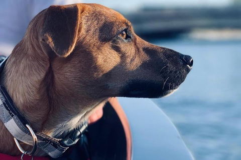 1.5-Hour Boat Rental In Melbourne - Travel Agents 0