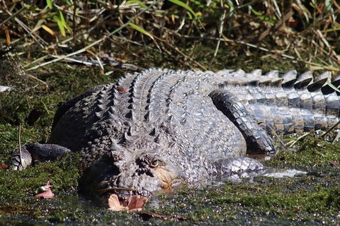 Full Day Tour In The Daintree - Cruises Travel 0