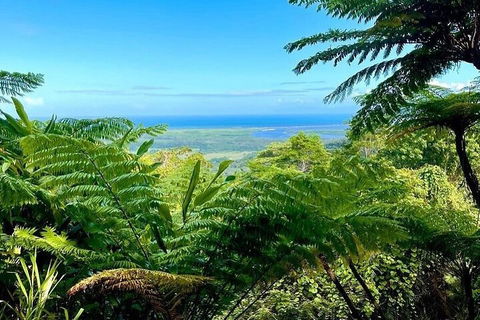 Full Day Tour In The Daintree - Cruises Travel 5