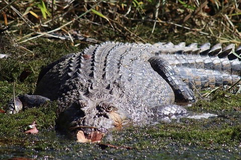 Afternoon Half-Day Daintree Rainforest And River Tour - Tourism Guide 5