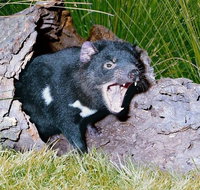 Private Blue Mountains Tour with Kangaroo and Koala Experience - Tourism Guide