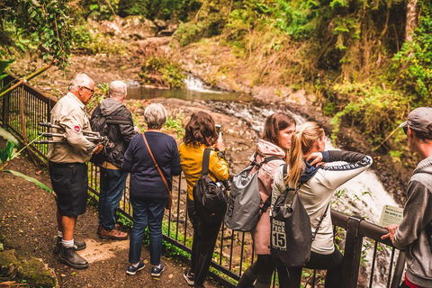 Full-day Springbrook National Park Tour From The Gold Coast - Travel Agents 0