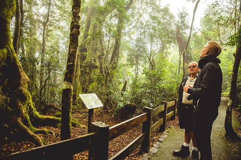 Full-day Springbrook National Park Tour From The Gold Coast - Travel Agents 1