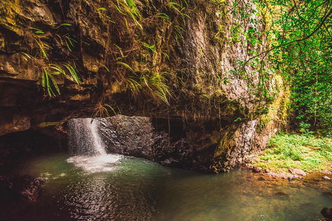 Full-day Springbrook National Park Tour From The Gold Coast - Travel Agents 4