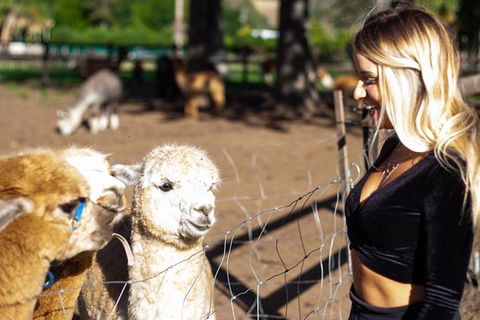 O'Reilly's & Lamington National Park Incl. Alpaca Farm + Vineyard - Travel Agents 3